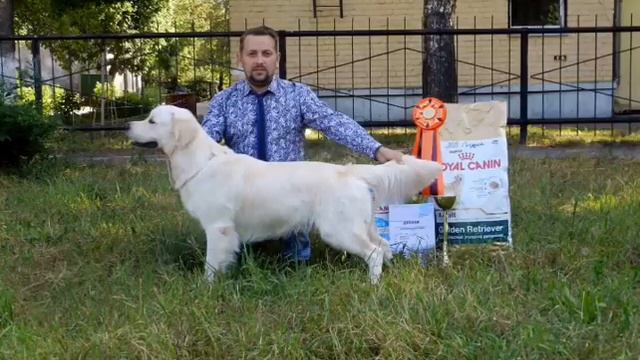 Выставка собак город Рязань смотреть онлайн