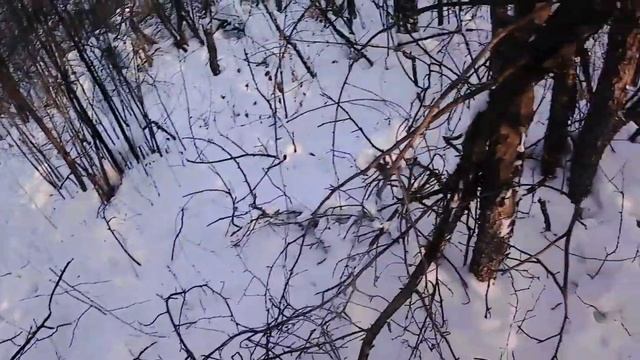очередная проверка ловушек, и кто-то съел лису... смотреть онлайн