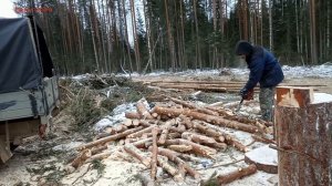 Как я заготавливаю дрова на зиму. Вершинки на дрова.