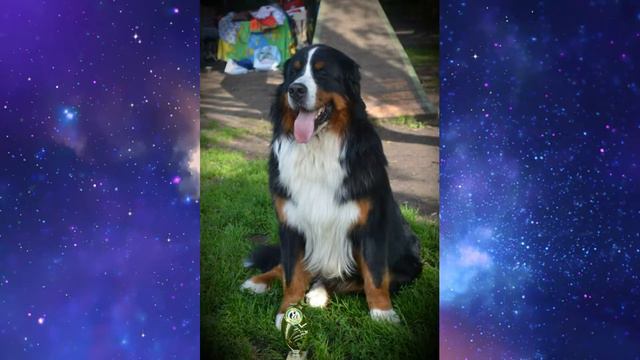 JENNYCREEK'S JOY OF LIBERTY FOR ALGRAND BERNI 22.11.2013 - 26.09.2022 Онкология... 💔 💔 💔 смотреть онлайн