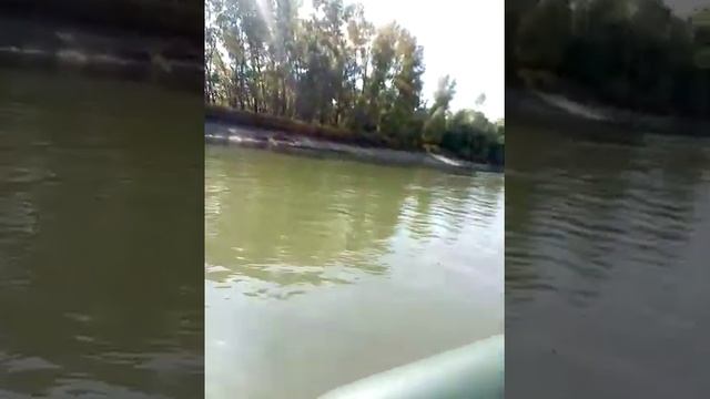 Мотор сеа про5 смотреть онлайн