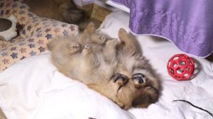 Померанский шпиц: КАК ВЫБРАТЬ ЩЕНКА