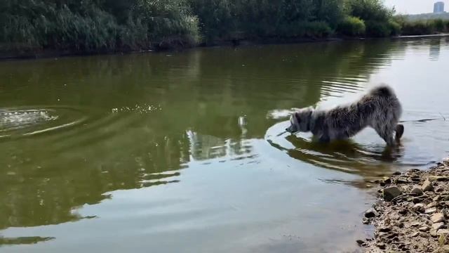 Водоплавающий охотник акита смотреть онлайн