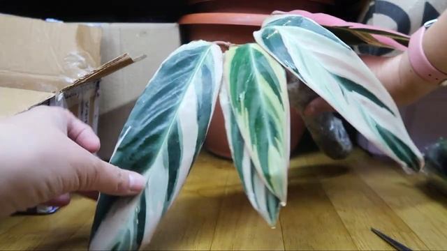 Распаковка посылки с новинками растений/Мошенники оказались честными/Калатея, Строманта, Спатифиллу смотреть онлайн