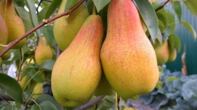 ГРУША ТАЛГАРСКАЯ КРАСАВИЦА: ОПИСАНИЕ -СОРТА ГРУШИ ТАЛГАРСКАЯ КРАСАВИЦА смотреть онлайн