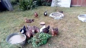 Башкирская утка. Моё итоговое мнение о её выращивании.