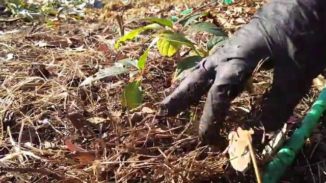 17октября2019 Высаживаю саженцы Метельчатой Гортензии ?✌️ смотреть онлайн