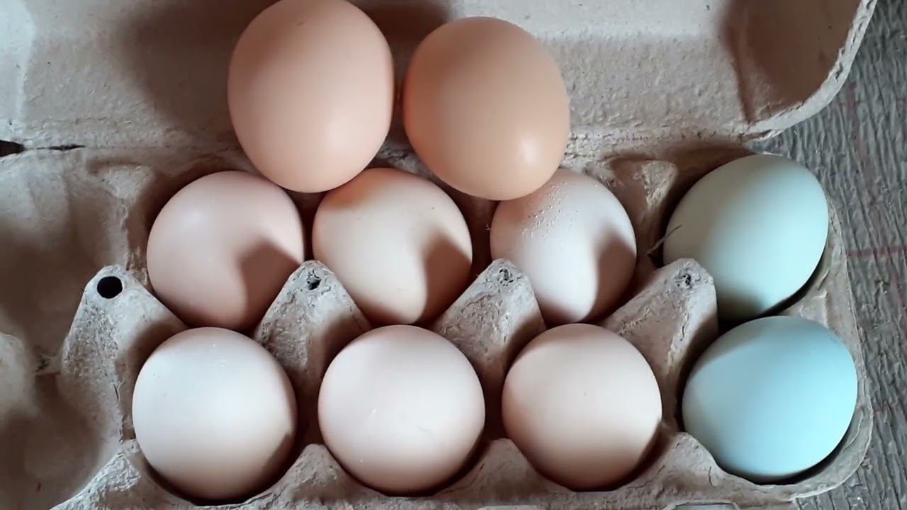 курочки удивляют..... смотреть онлайн