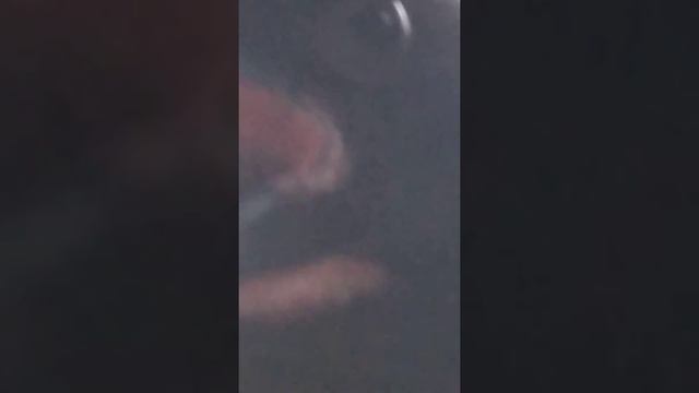 ОГРОМНЫЙ ТАКОЙ ЧËРНЫЙ ПТИЦА *Original* смотреть онлайн