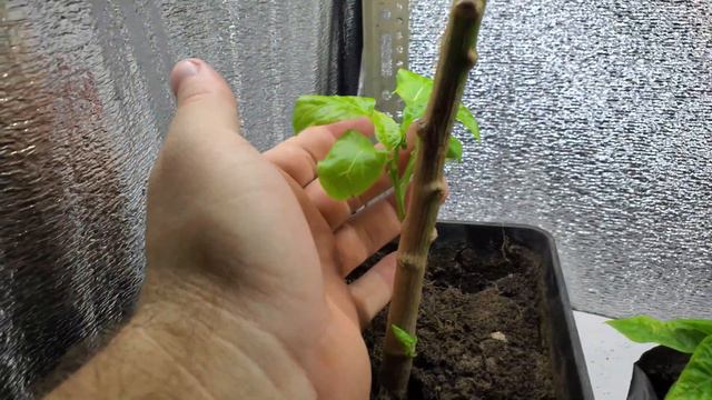 Можно ли заглублять перец при пересадке? смотреть онлайн