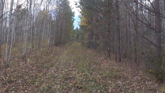 Охота на глухаря. Глухариное место смотреть онлайн