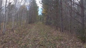 Охота на глухаря. Глухариное место