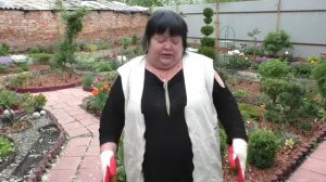 грунт для гортензий и хвойных при высадке в сад