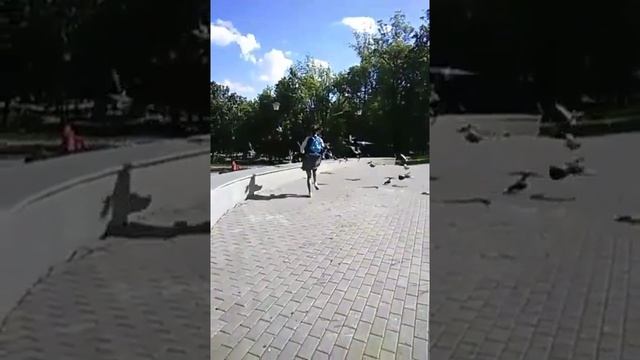 Голубятник