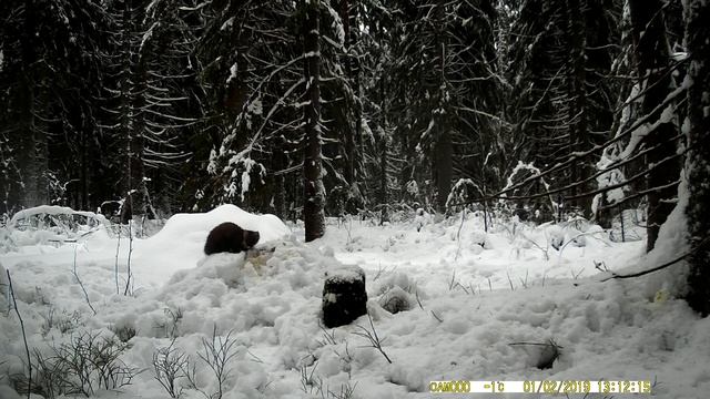 FOTOBAZUKA Куница Лен.обл. Выборгский р-н. День. Зима. смотреть онлайн