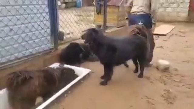 Монгольский банхар смотреть онлайн