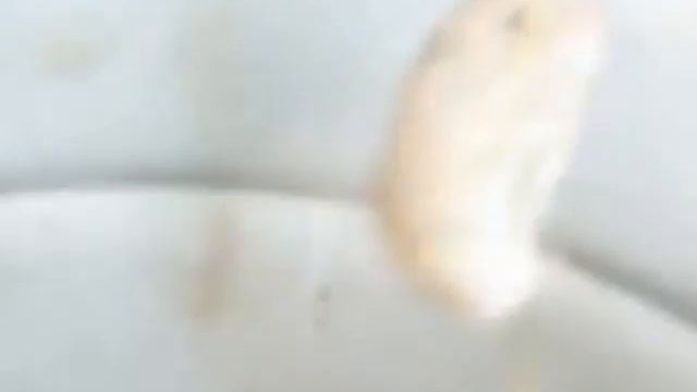 Мышь акробат. Funny little mouse смотреть онлайн