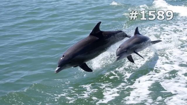 #1589. Дельфины (В мире животных) смотреть онлайн