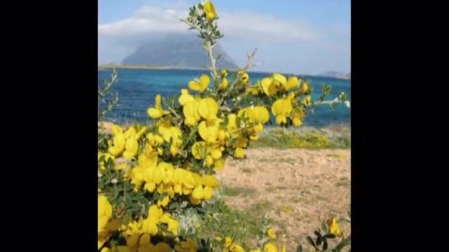 Ginestre - Raffaele Montanaro