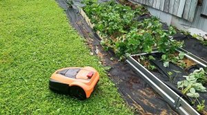 Честный отзыв: робот-косилка Robokos RM-2500i (RM-1400i)