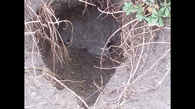 Миша собирает грибы Misha mushrooms смотреть онлайн