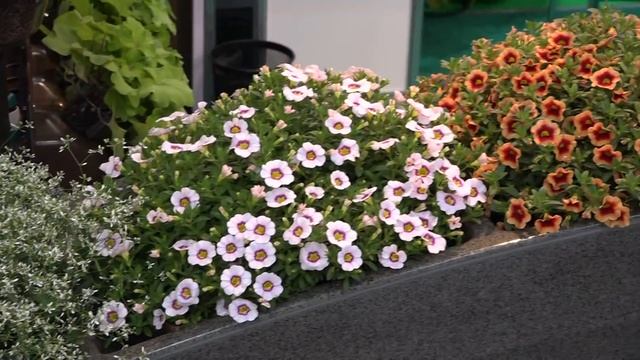 Выставка Flowers Expo 2018, в "Крокус Экспо" (Москва) начала свою работу смотреть онлайн