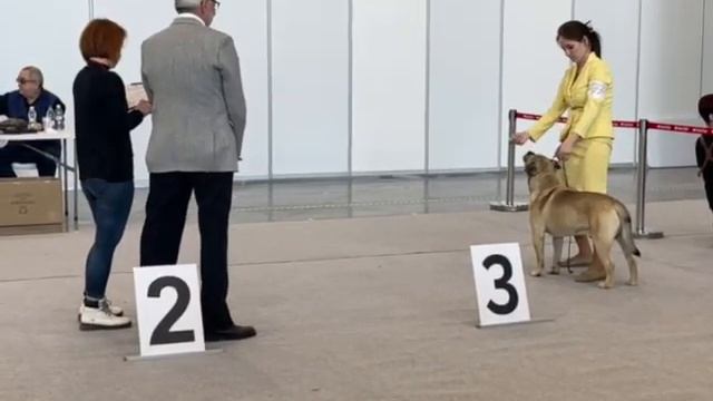 КадеБо Хавьер на выставке в Казани 2023г. смотреть онлайн