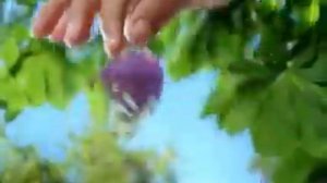 Реклама Бон Пари- Вишня Ябеда (2010)