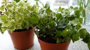 Цветок плющ комнатный пестролистный обыкновенный