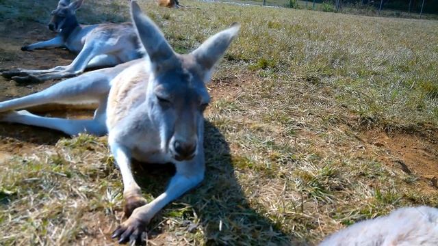 KANGAROOS AND A CAVE! Kentucky Down Under | Family Friendly Fun in Horse Cave, KY | Traveling RV Fa смотреть онлайн
