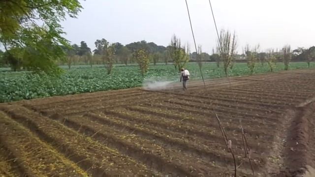 Organic power booster Spray in Cauliflower смотреть онлайн