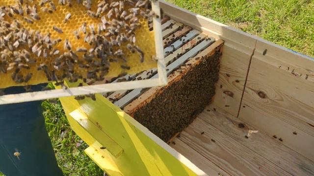 Ускоренное развитие предвестник роения будьте бдительны тонкости и расширение лежака☝️🐝🐝 смотреть онлайн