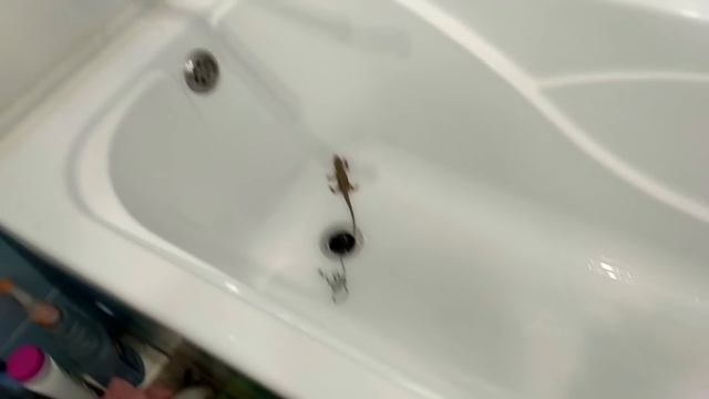 ПРИРУЧАЕМ БОРОДАТУЮ АГАМУ!