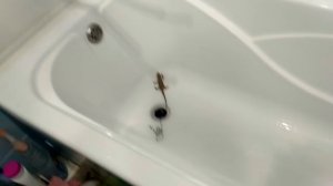 ПРИРУЧАЕМ БОРОДАТУЮ АГАМУ!