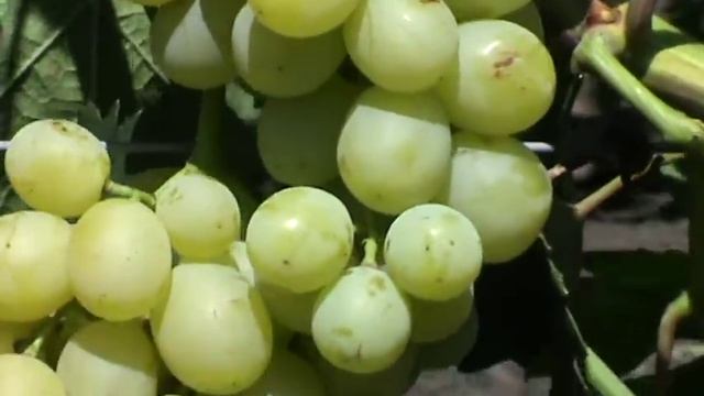 Новые Гибридные формы винограда Е.Г. Павловского. смотреть онлайн