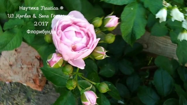 Роза Наутика смотреть онлайн