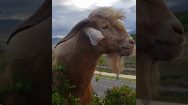 То чувство, когда находишь общий язык.mp4 смотреть онлайн