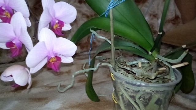 Как добиться долгого и пышного цветения. Температура. Мой фаленопсис Вашингтон - труженик. смотреть онлайн