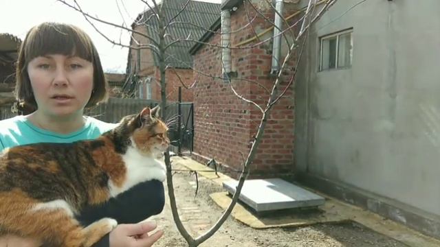 САДЖАЮ АБРИКОС ПЕРСИКОВИЙ смотреть онлайн