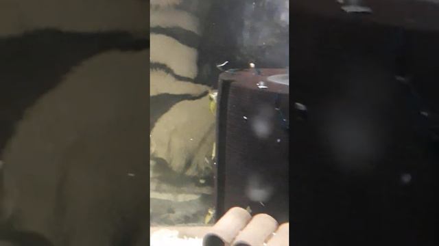 Видеоролик снят с телефона о моих креветках Бабаулти. смотреть онлайн