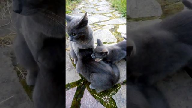 Пугливый котенок смотреть онлайн