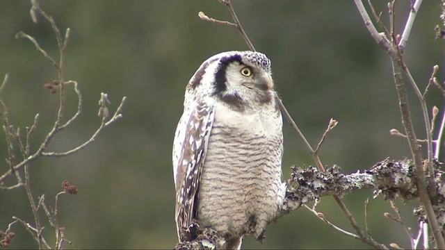 Ястребиная сова - Surnia Ulula