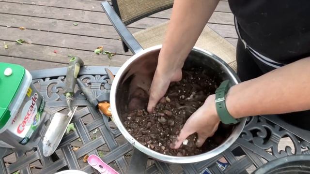 Реанимирую Орхидеи Фаленопсис. смотреть онлайн