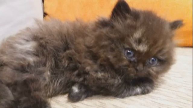 Длинношерстные Забавные Милые Котята (1) смотреть онлайн