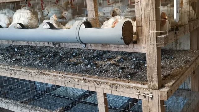 Ответы на вопросы по бройлеру и чесноку.(Брошу ли я чеснок?) смотреть онлайн