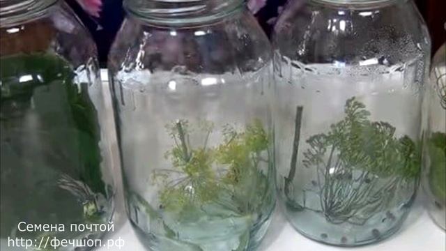 Рецепт квашеных огурцов в собственном соку смотреть онлайн