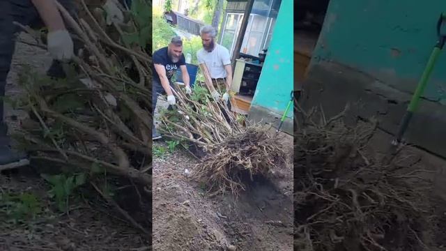 Пересадка гиганта-чубушника 4 метра смотреть онлайн