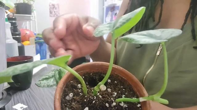 Scindapsus Pictus Exotica Propagation And Potting | Care Tips And Updates Included