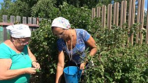 6 соток 9 июля 2024 года. Утомленные солнцем! С огурцами и красной смородиной в город.