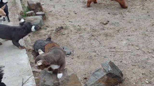 ДЛЯ УДОВОЛЬСТВИЯ И РАДОСТИ породные щенки #чихуахуа продажа #питомник Кастропуло Крым #купить смотреть онлайн